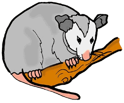 Possum Clipart