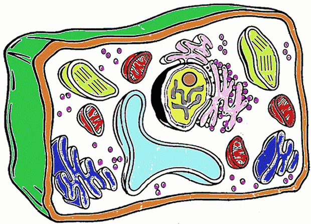 Unlabeled Plant Cell ClipArt Best