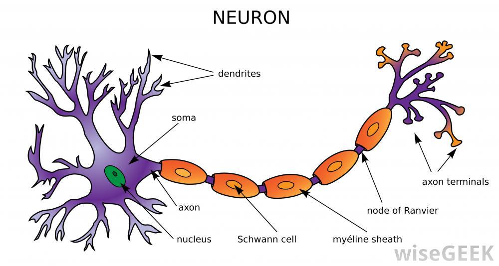 Dendrite Diagram & Dendrite Diagram & Nerve Diagram Dendrite Axon ...