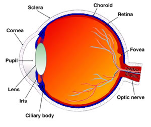 1000+ images about The Human Eye | An eye, Eyes and Money