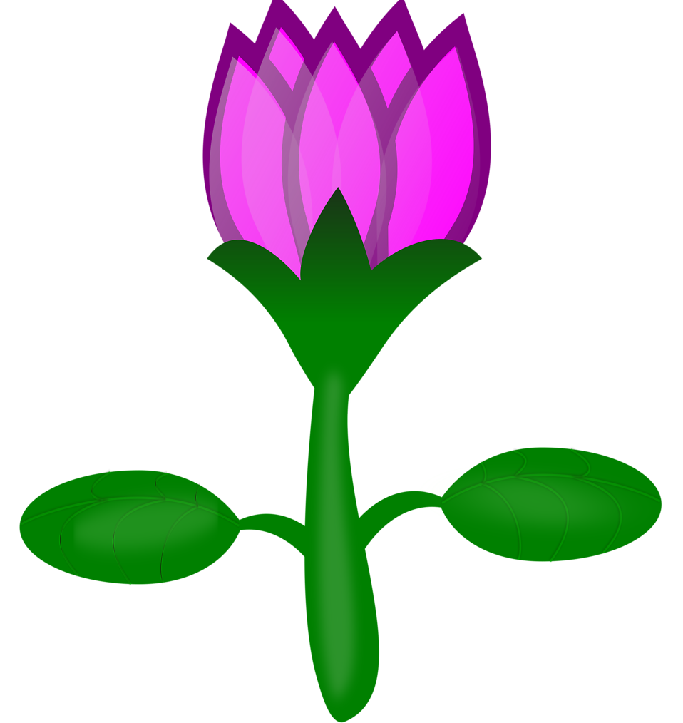 Lotus | Free Stock Photo | Illustration of a pink lotus flower ...