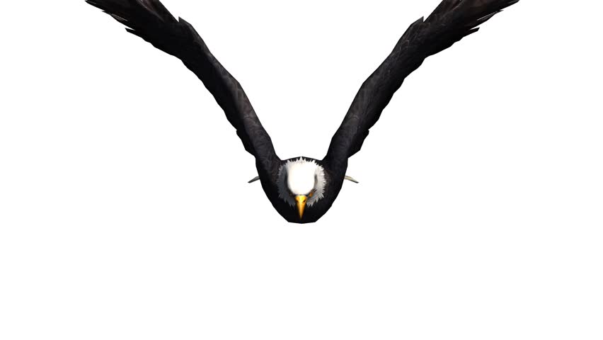 Eagle Inciting Wings Flying In Sky,haliaeetus Leucocephalus Bird ...