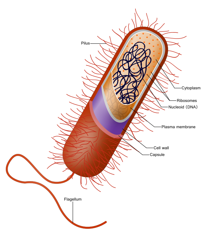 File:Prokaryote cell.svg - Wikipedia