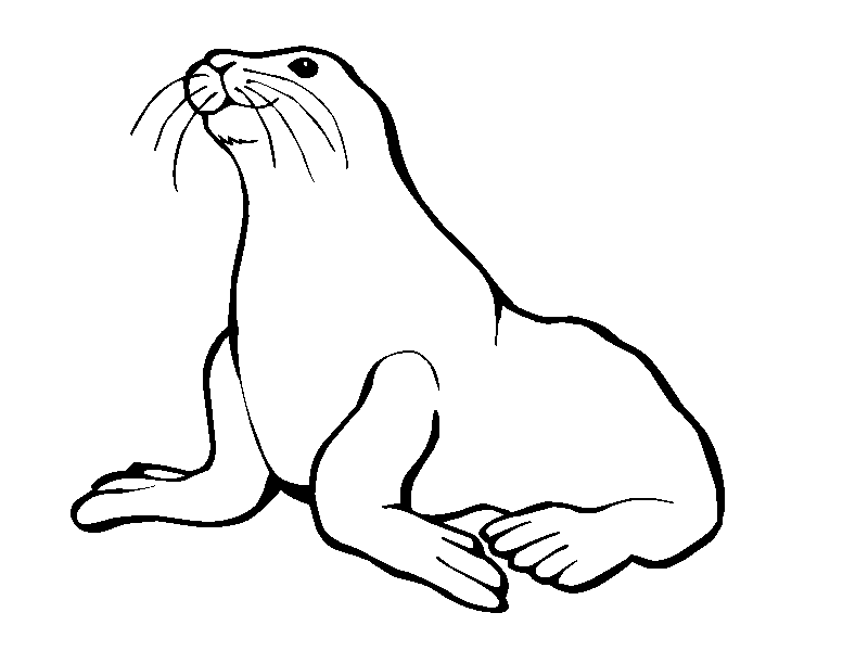 Cute Seal Coloring | Free Download Clip Art | Free Clip Art | on ...