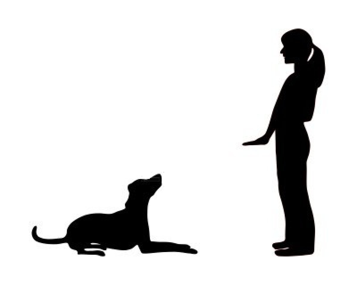 Obedince School Dogs Clipart