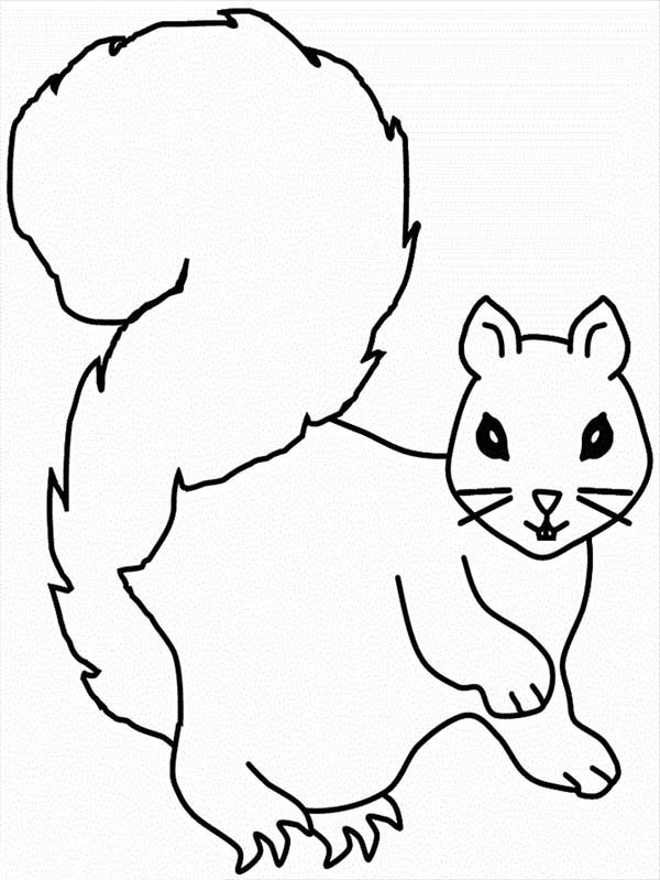 squirrel with nuts coloring page squirrel with nuts coloring page ...
