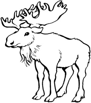 Hungry Moose Eating Grass Coloring Page Free Printable 18993 ...