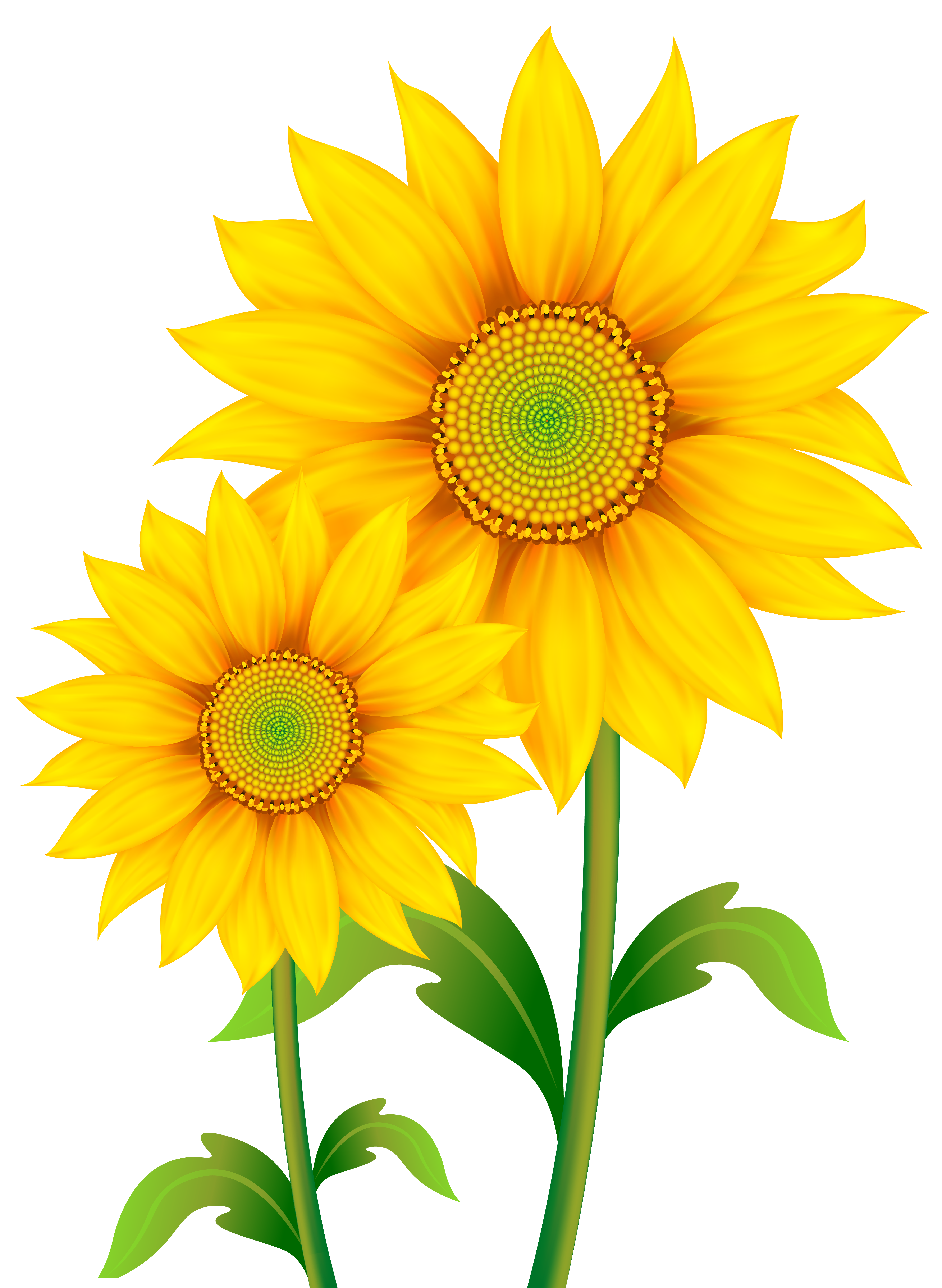 Sunflower Clipart – Gclipart.com