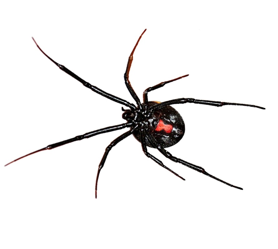 Got pests? We can help! - Pest Control St George Utah