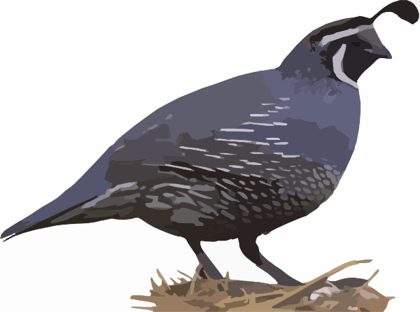 Animated Quail - ClipArt Best