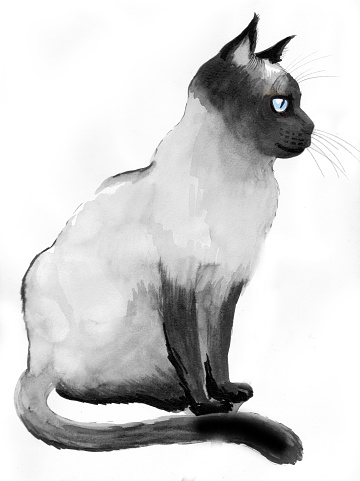 Drawing Of Siamese Clip Art, Vector Images & Illustrations