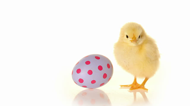 Easter Egg And Baby Chick Stock Footage Video | Getty Images