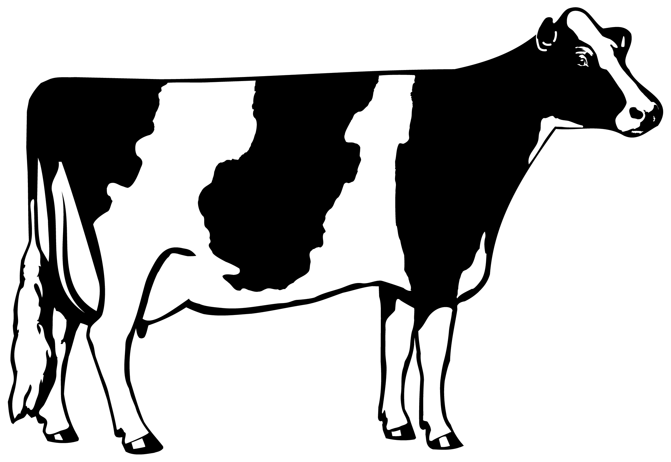 Dairy Cow Clipart