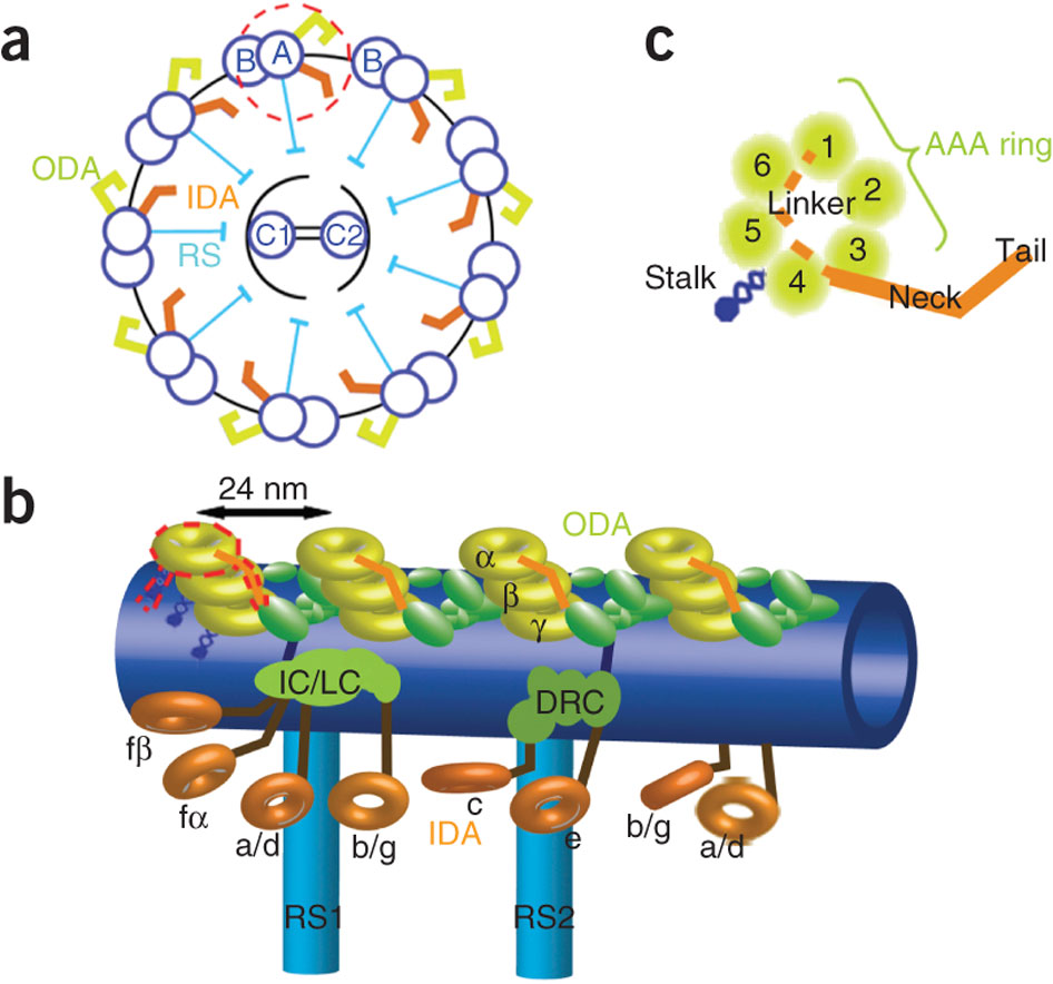 Nucleotide-induced global conformational changes of flagellar ...