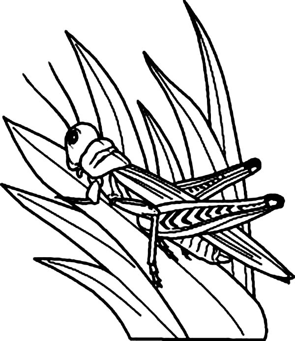 Grasshopper Watching Predator from Grass Coloring Page - Free ...