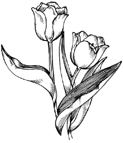 Pictures Of Drawn Flowers - ClipArt Best