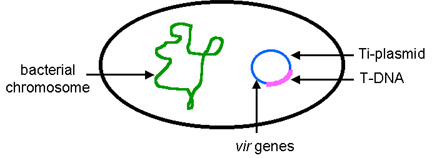 Science Behind Genetically Engineered Stuff