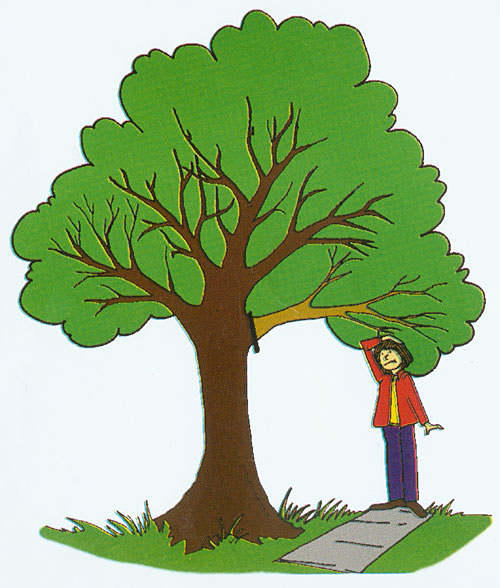 Reasons to Prune - Pella Tree Service