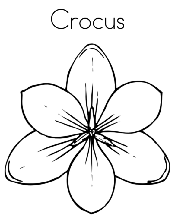 Prairie Crocus Flower Coloring Page - Flower Coloring pages of ...