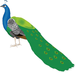 Free to Use & Public Domain Peacock Clip Art