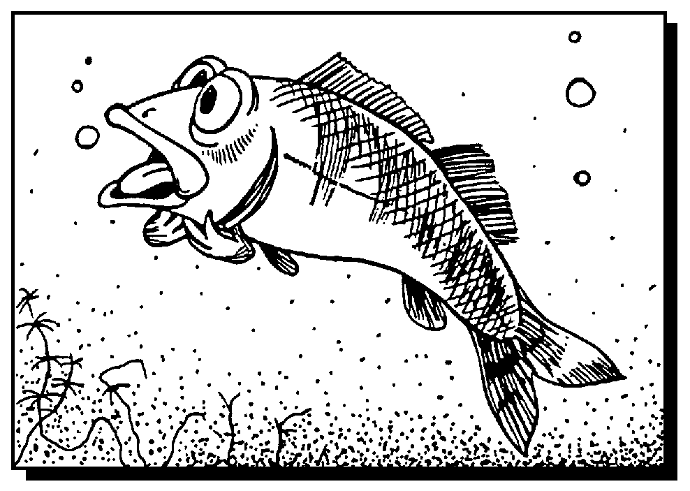 fish cartoon