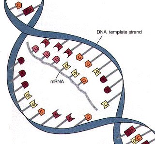 Confronto DNA e RNA , formazione mRNA , struttura tRNA ...