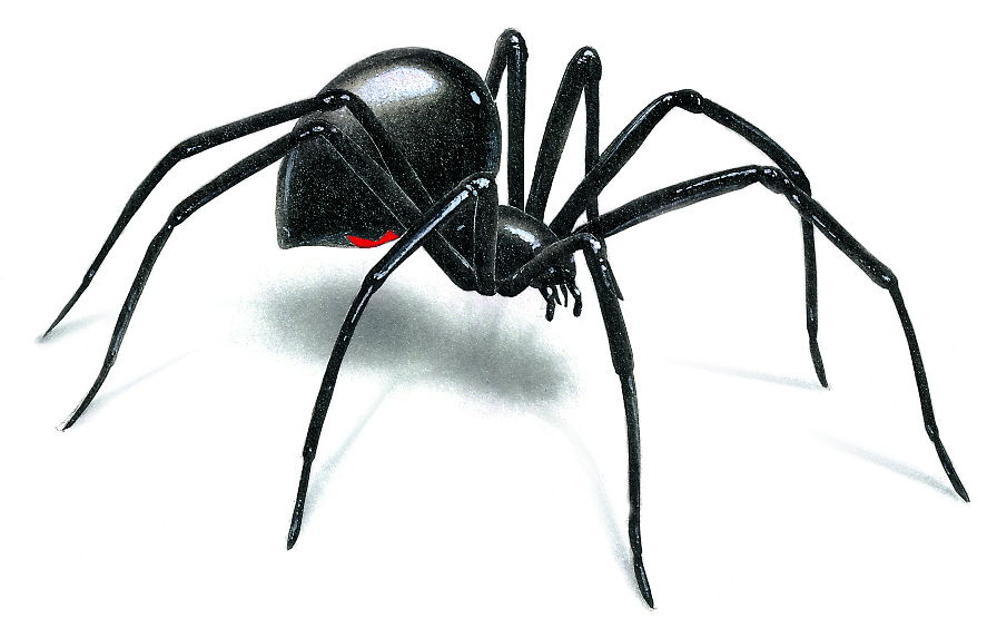 Pictures of, Black widow and Spider