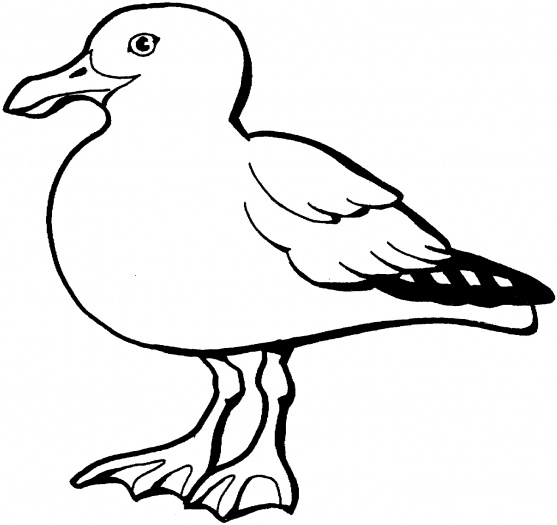 Pictures Of Seagulls To Colour | Free Download Clip Art | Free ...