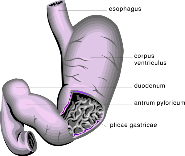 stomach medical diagram - vector Clip Art