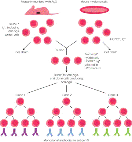 Chapter 5   Antigen-Antibody Interactions, Immune Assays and ...