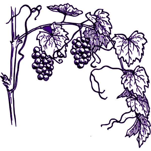 1000+ images about Thruough The Grape Vine