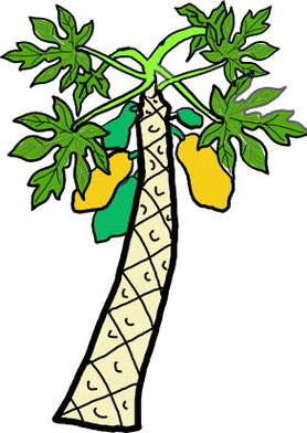 Cartoon Image Papaya Tree Clipart - Free to use Clip Art Resource