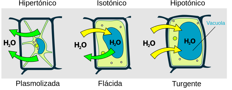 File:Turgor pressure on plant cells diagram-es.svg