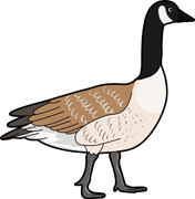 Goose Cartoon Clipart