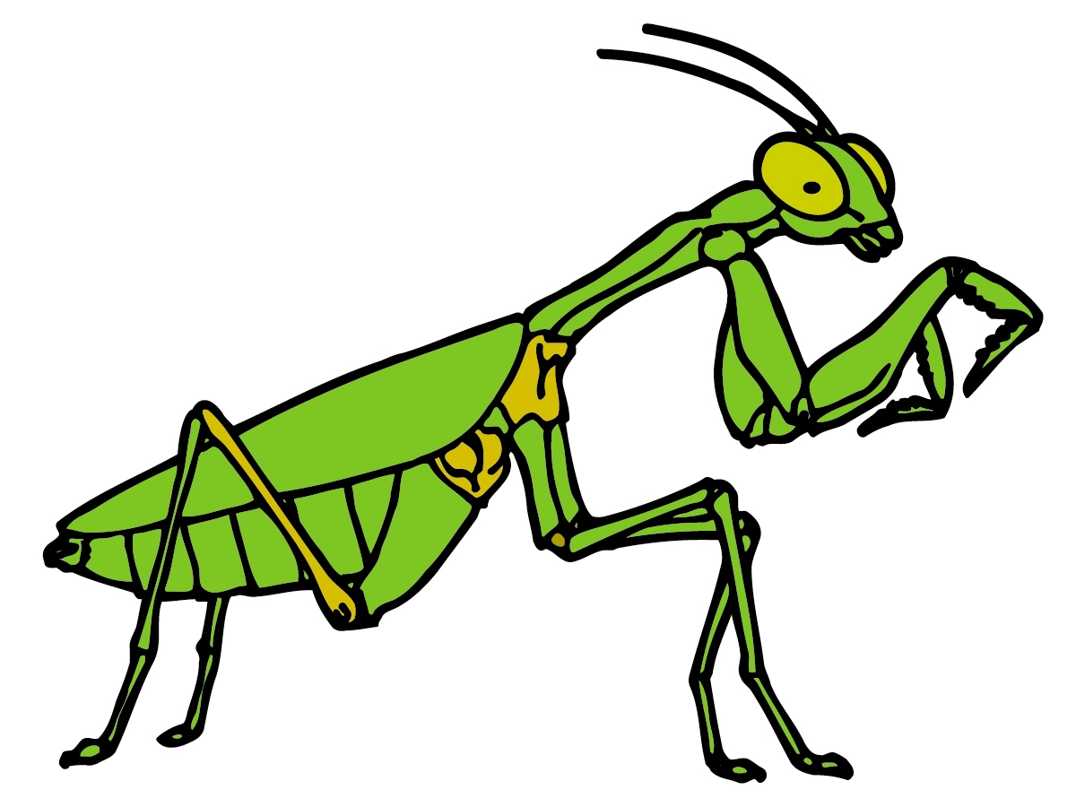 Grasshopper Insect Clipart