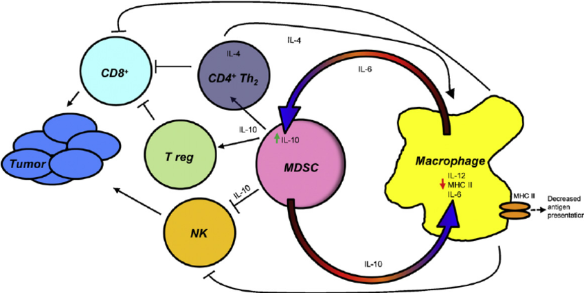 Cross-talk between MDSC and macrophages polarizes immunity ...