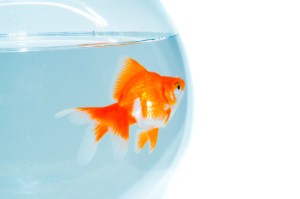 A small fish in a big pond: Moving into a hospitality chain ...