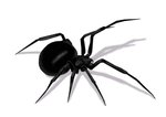 Black Widow Spyder