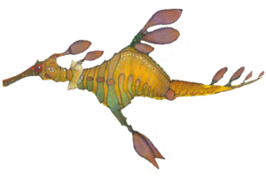 Sea Dragon Drawing - ClipArt Best
