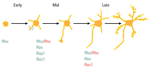 Labeled Neuron - ClipArt Best