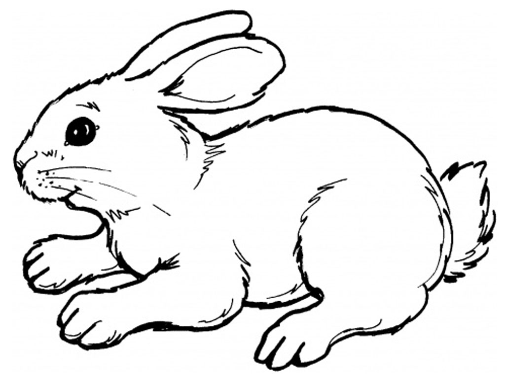 Simple Bunny Drawing - Drawing Art Gallery