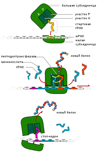 TRNA ribosomes diagram ru.svg