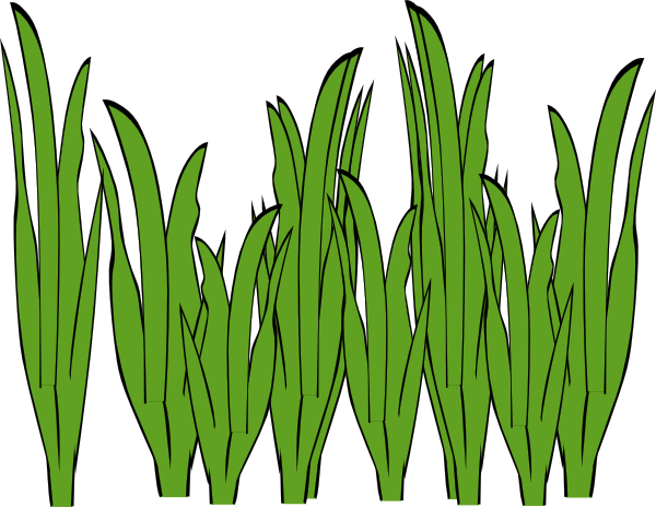 Grass roots clipart