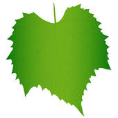 Grapes leaves clipart
