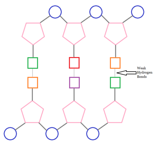 Bonds Between Dna - ClipArt Best