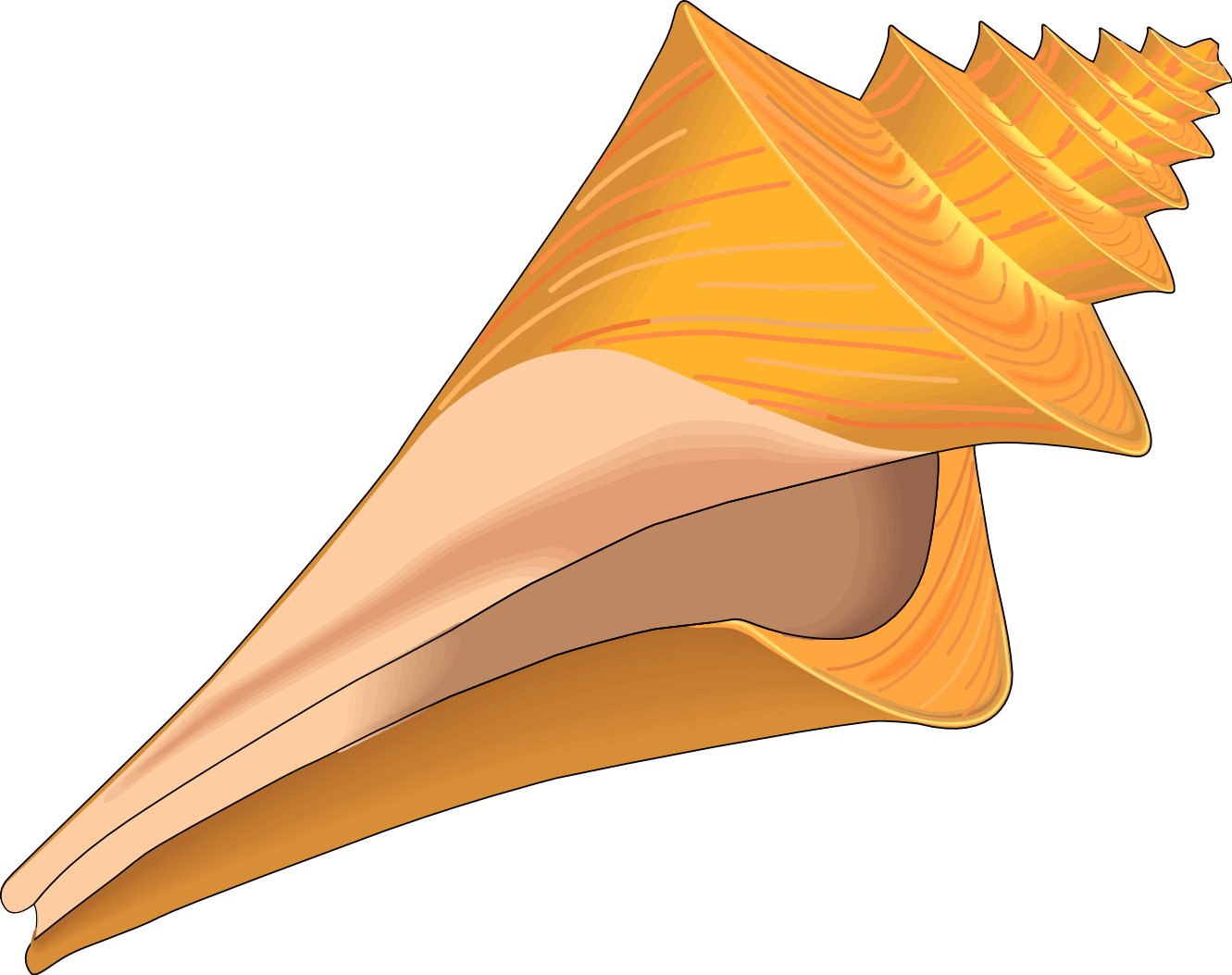 Conch Shell Clip Art - ClipArt Best