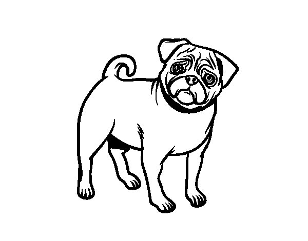 Pug dog coloring page - Coloringcrew.com