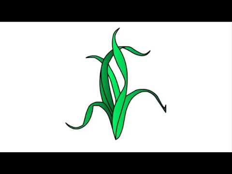 571 - How to draw Seaweed for kids - step by step drawing - YouTube