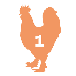Can You Identify the Chicken by Its Body Type? - Storey Publishing