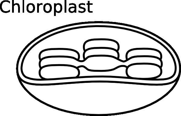 Chloroplast Diagram Blank & Chloroplast Diagram Blank & Bioenergy ...
